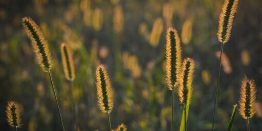 4 Truths that Make John the Baptist the Greatest Prophet