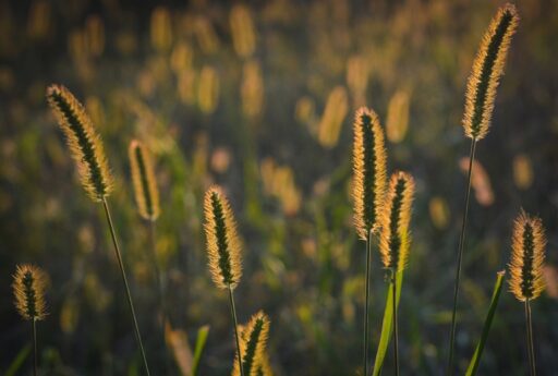 reeds, grass, backlighting-1642986.jpg