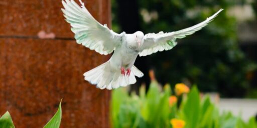 The 4 Works of the Holy Spirit