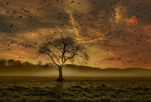 Hebrews, Epistle, Tree