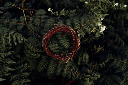 brown and white crown of thorns on green leaves which shows the doctrine of substitution